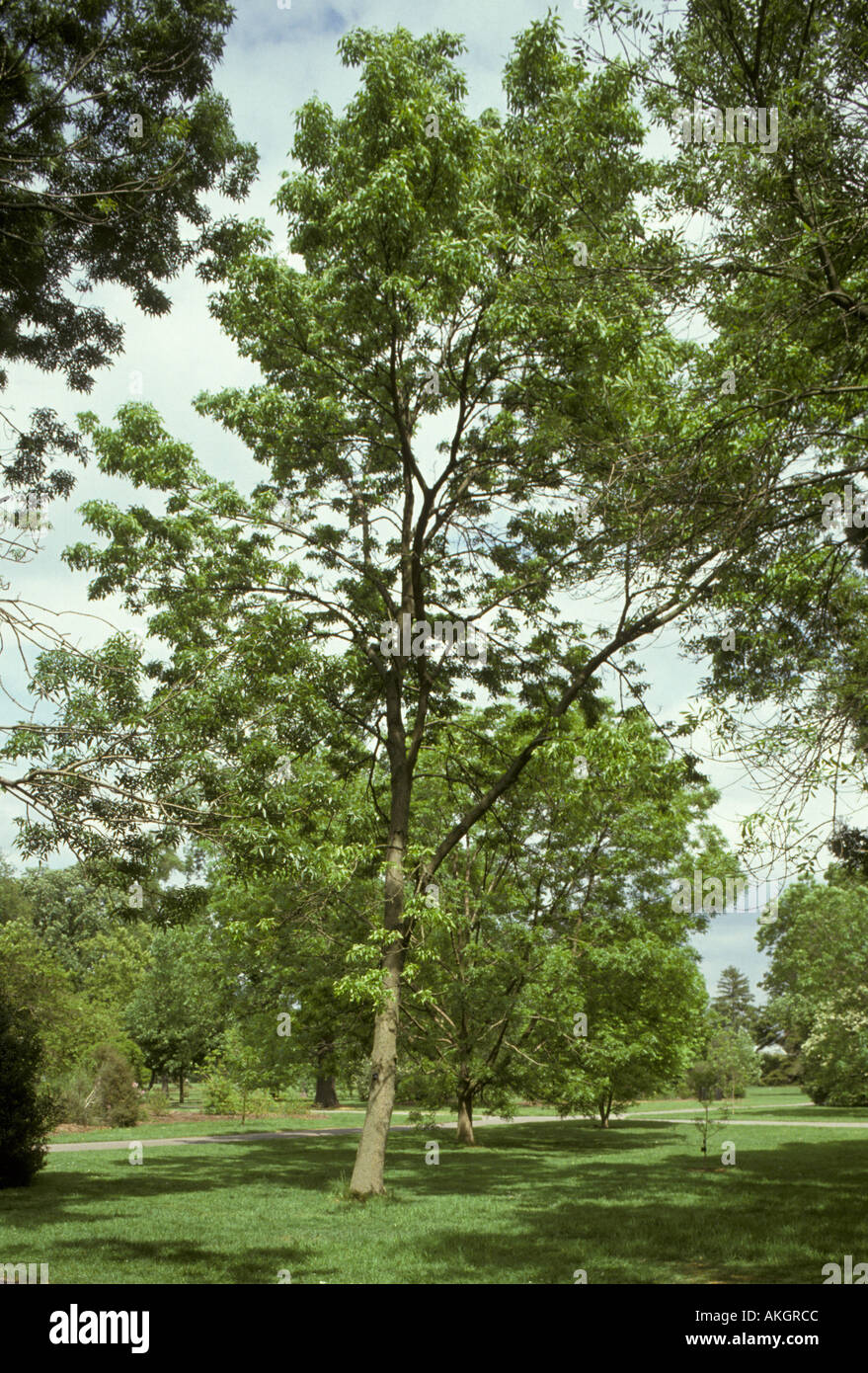 Fraxinus pennsylvanica Red Ash Tree Stock Photo