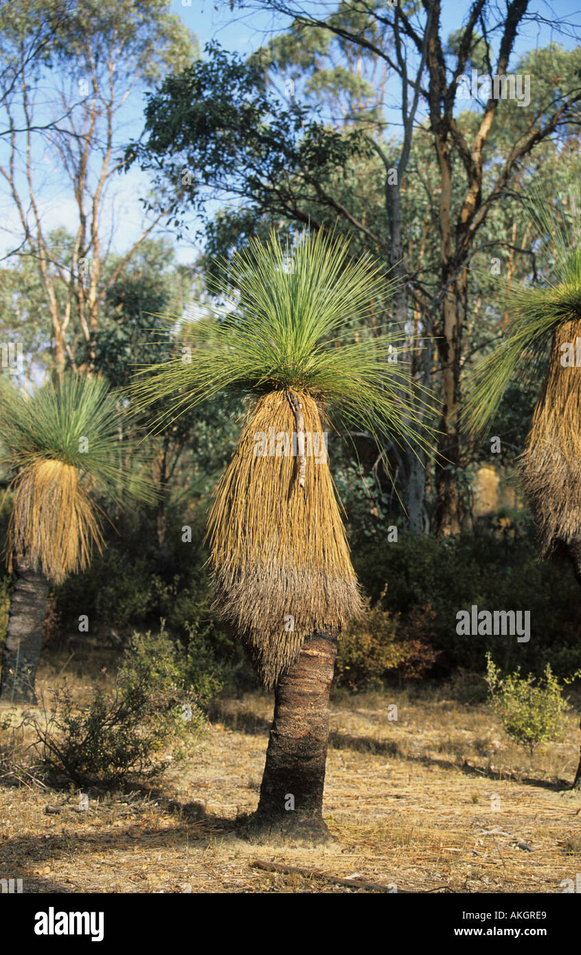 Black Boys Xanthorrhoea sp An Australian Grass Tree Stock Photo Alamy