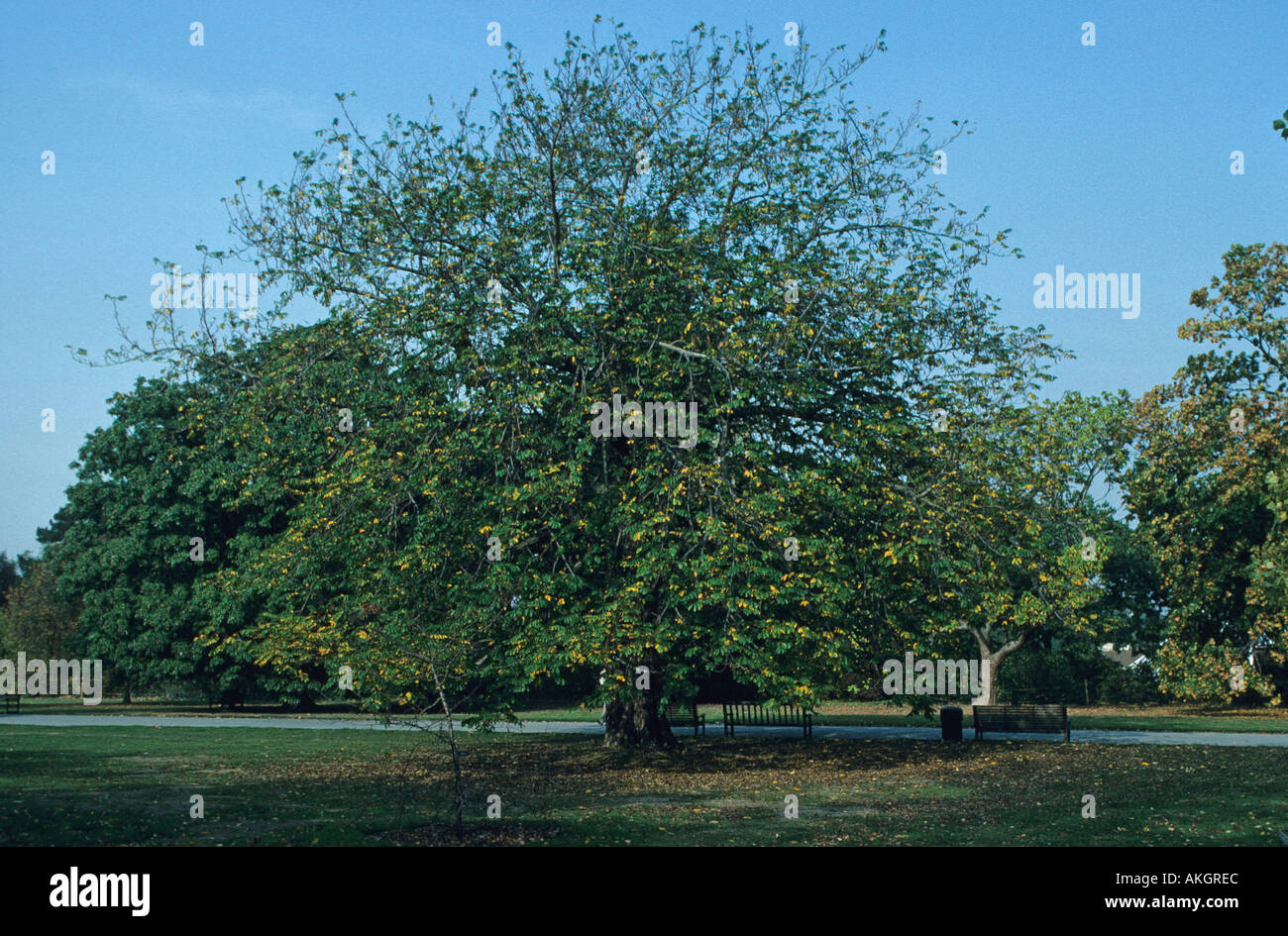 Caucasian Wing nut Pterocarya fraxinifolia Stock Photo Alamy