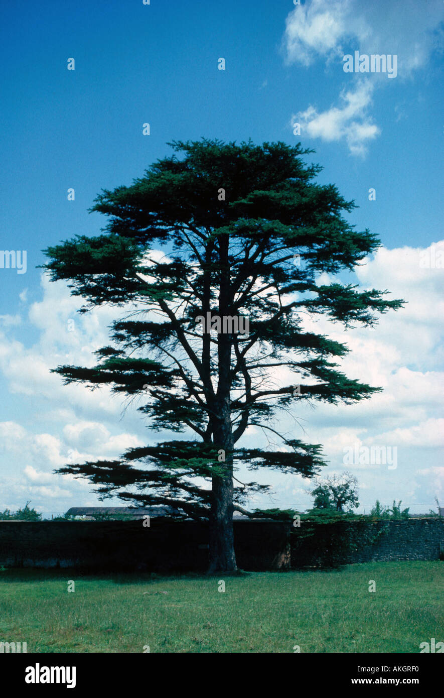 Tree Cedar of Lebanon Cedrus libani S Stock Photo