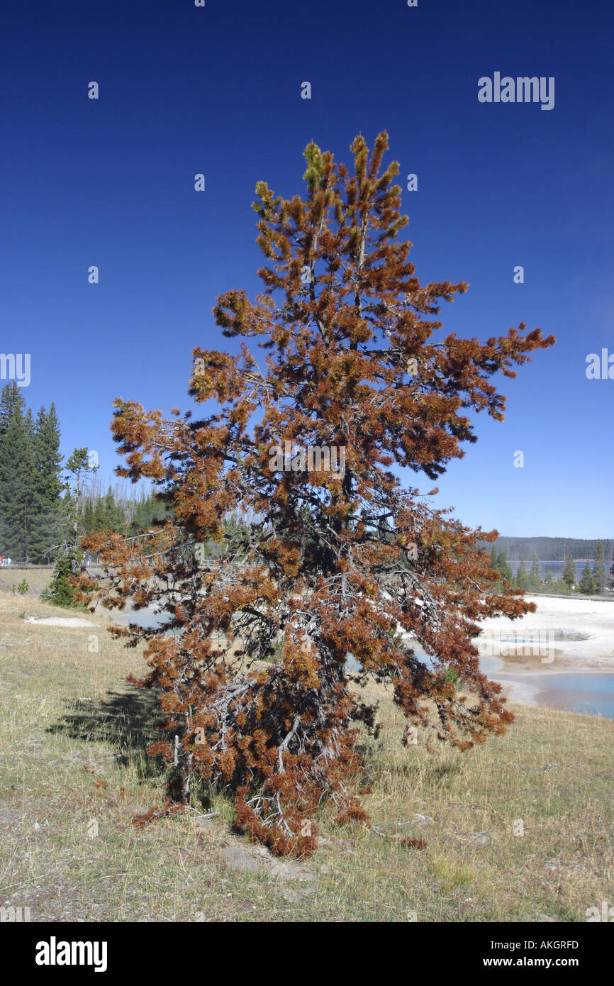 Trees dying from pollution hires stock photography and images Alamy