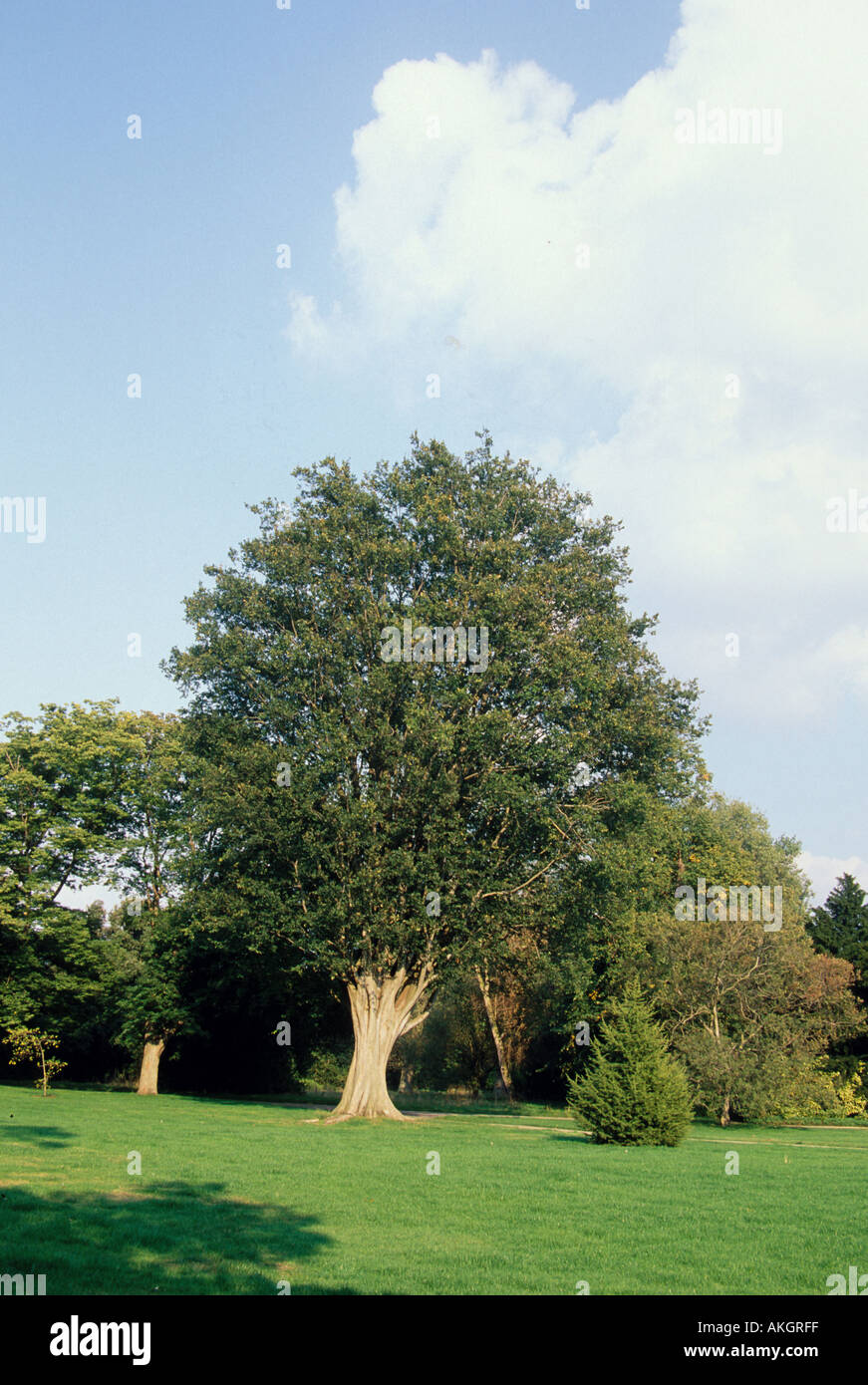 Caucasian elm zelkova carpinifolia tree hires stock photography and