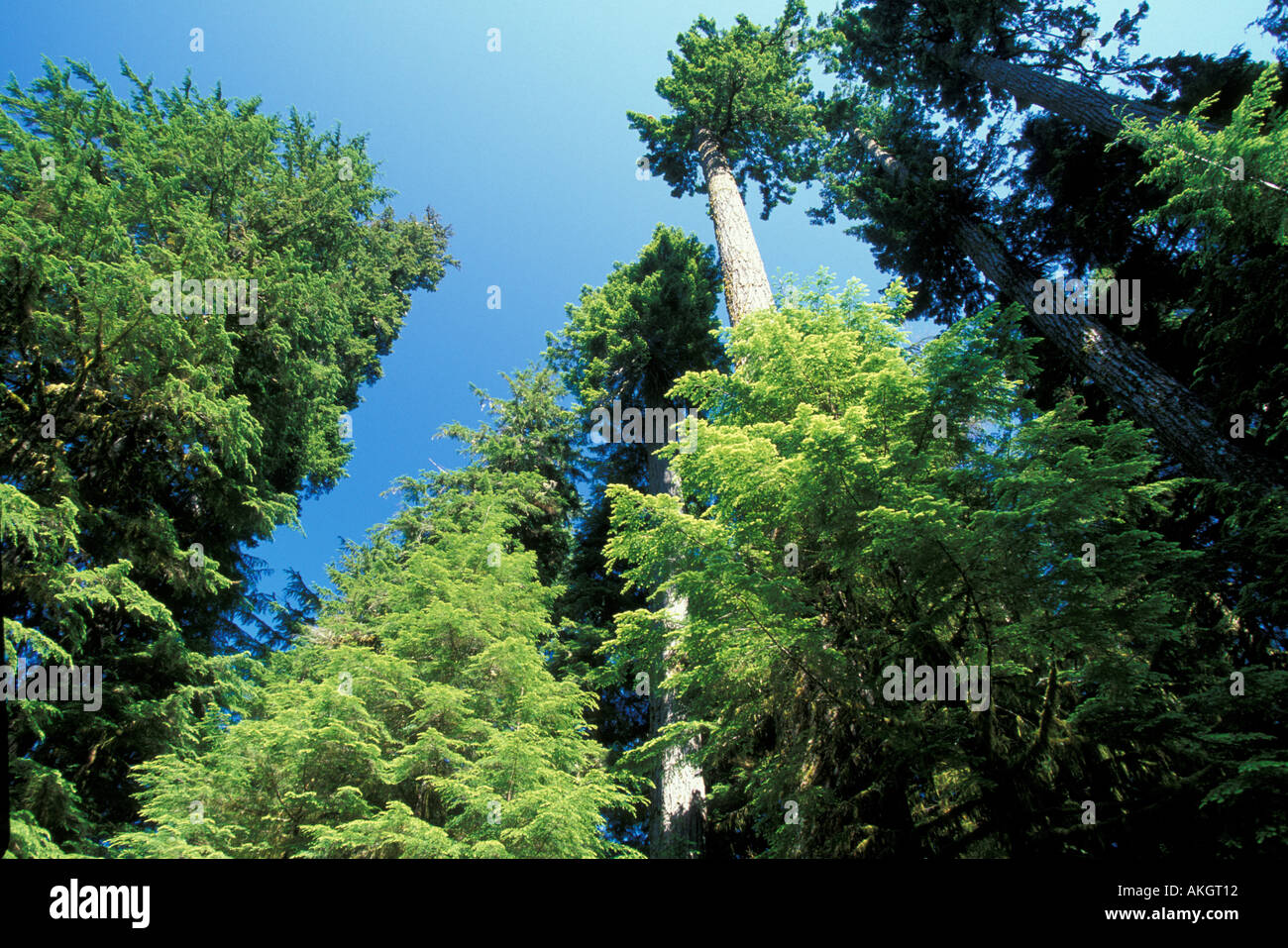 Tree Rainforest Hoh Rainforest looking skywards through tall growth of trees Washington State USA Stock Photo