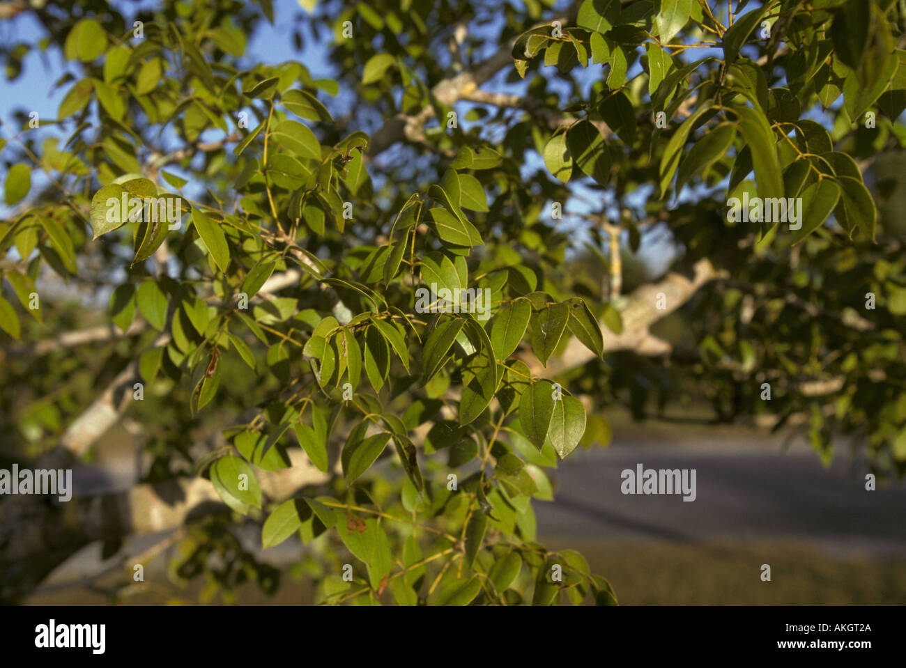 Mahogany Tree Swietenia mahagoni Leaf Stock Photo