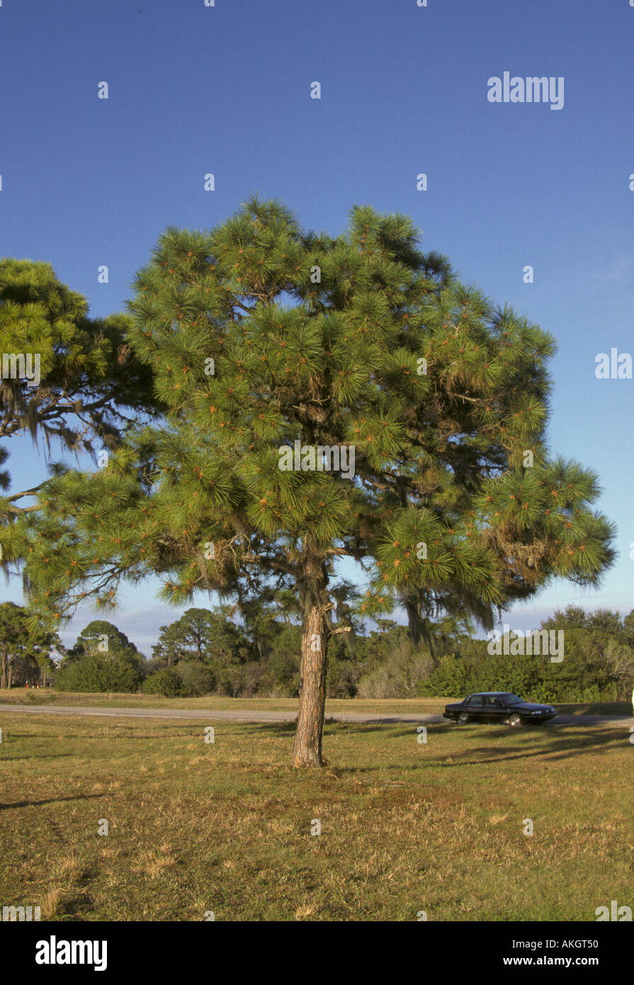 Slash Pine Tree Pinus elliottii Stock Photo