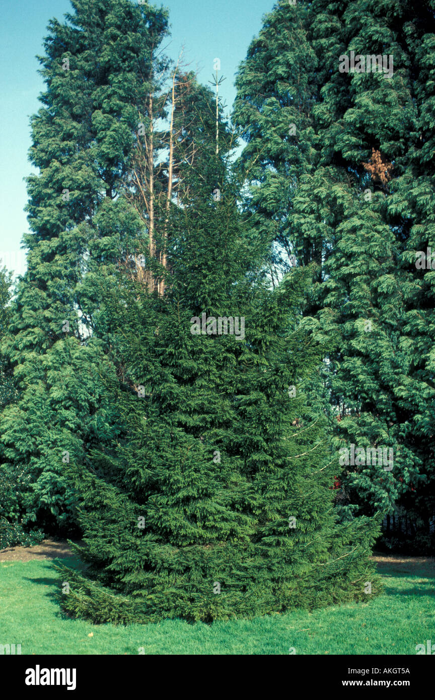 Tree Spruce Oriental Picea orientalis Stock Photo