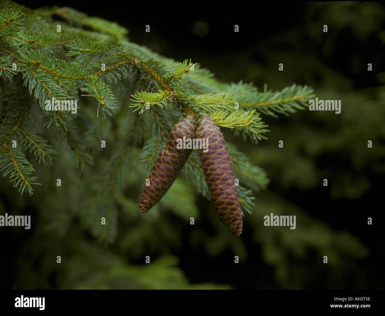 Norway Spruce Picea abies Cones and leaf Stock Photo