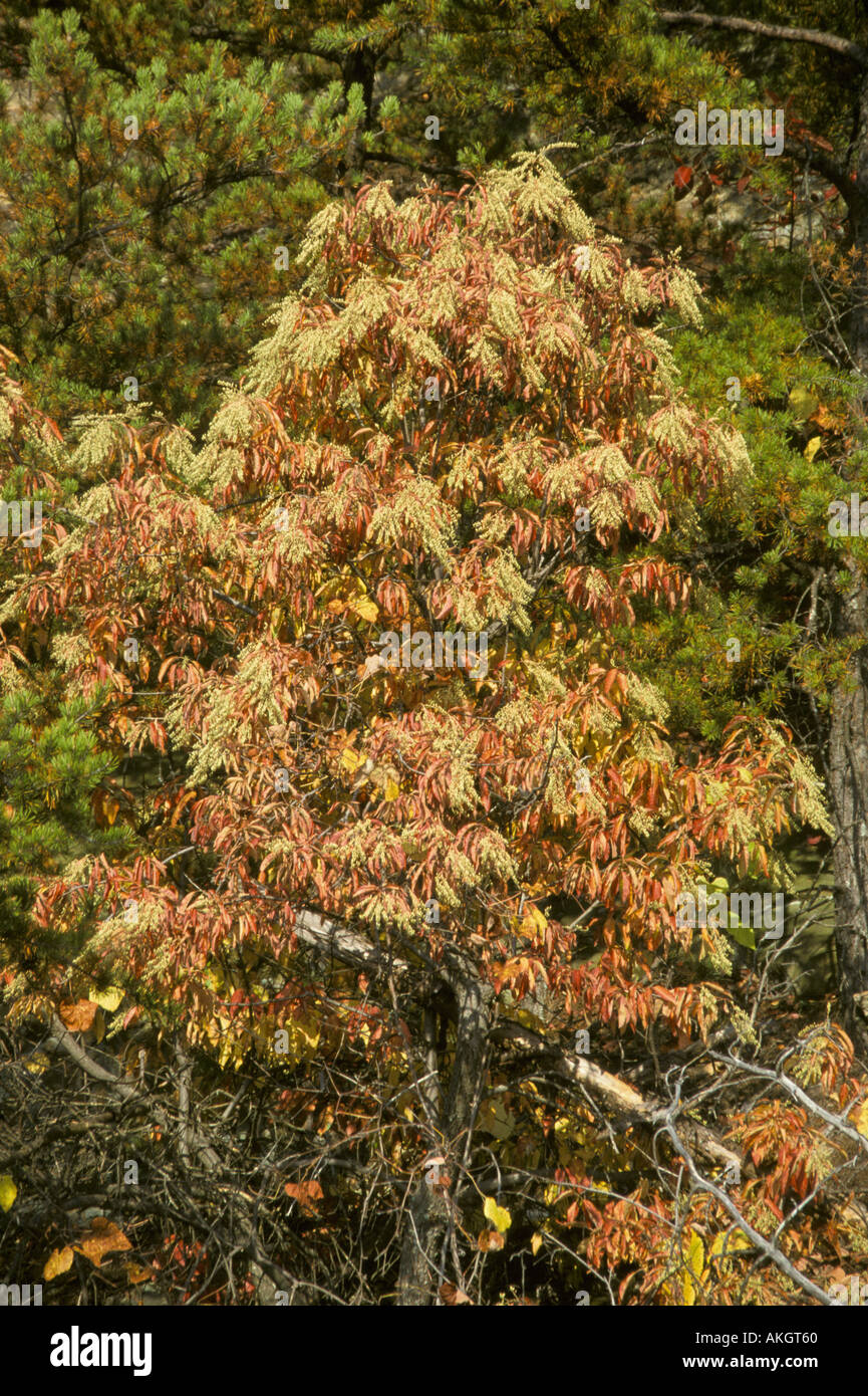 Sourwood Oxydendrum arboreum Autumn Appalachians Stock Photo