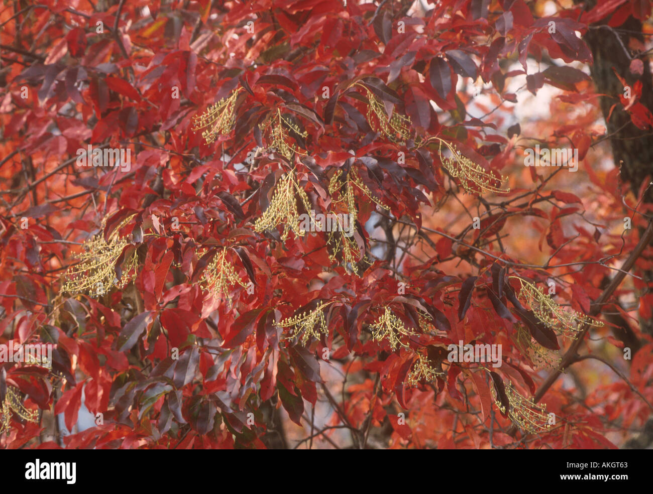 Sourwood Oxydendrum arboreum Autumn Appalachians Stock Photo