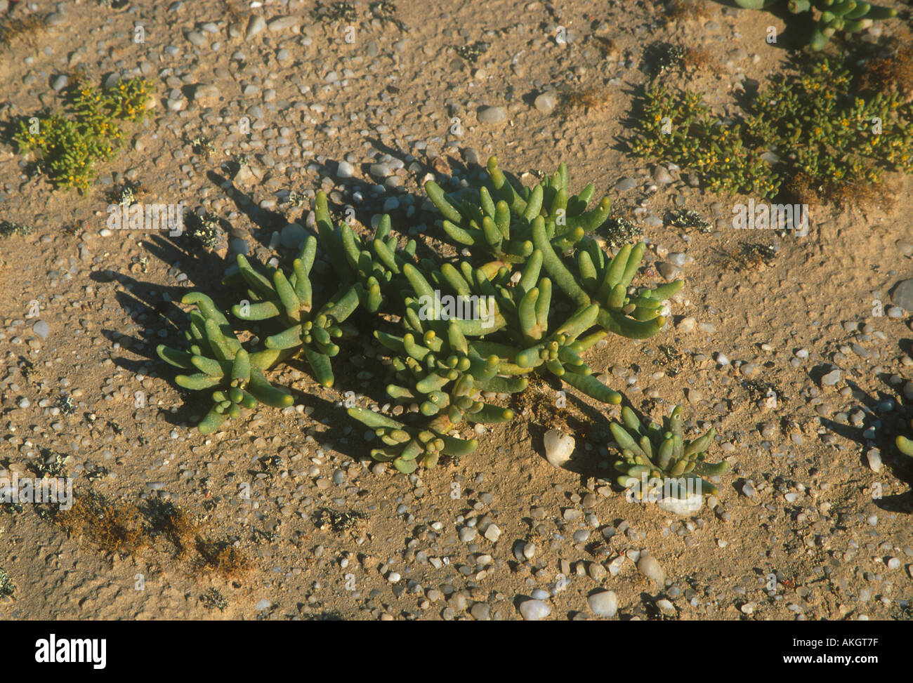 Bloody Finger Mesembryanthemum cryptanthum A succulent Wlotzkasbaken Namibia Stock Photo