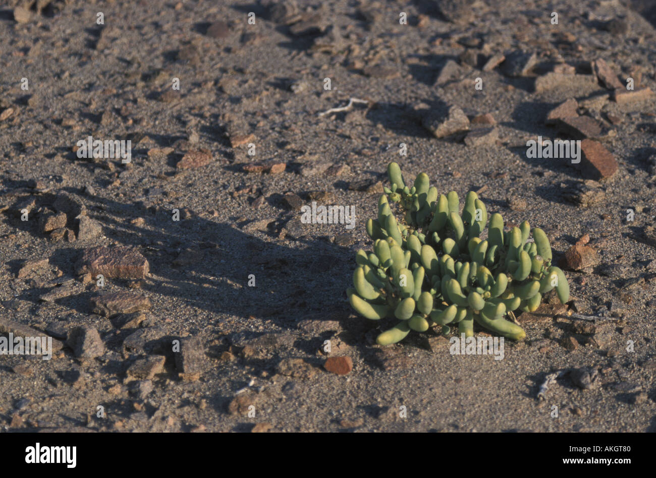 Bloody Finger Mesembryanthemum cryptanthum A succulent Namibia Stock Photo