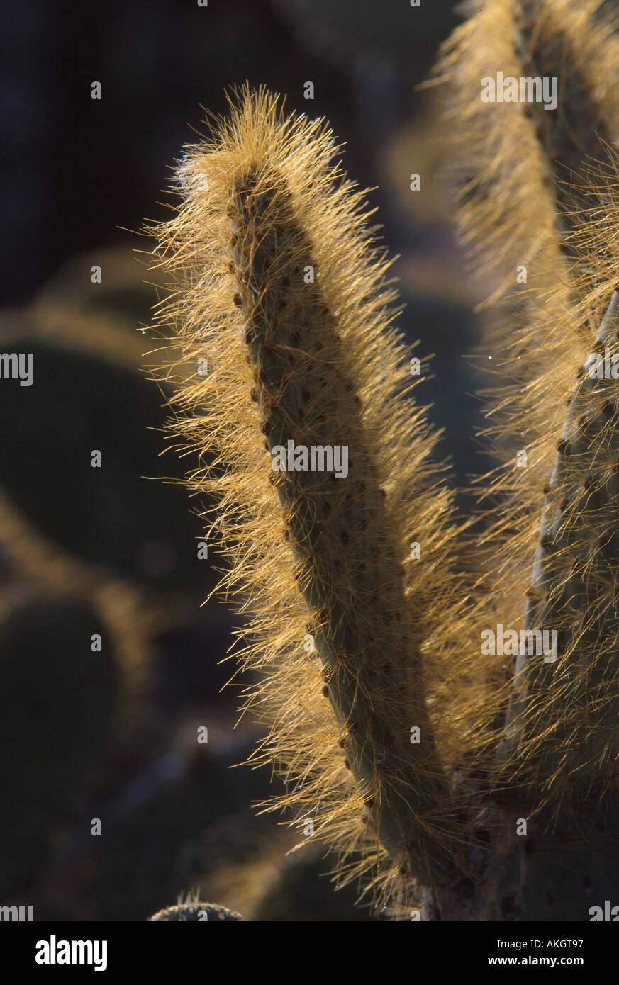 Cactus Prickly Pear Opuntia helleri Spines Genovesa Is Galapagos Stock Photo