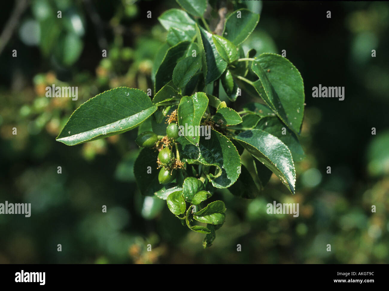 Saint Lucie Cherry Prunus mahaleb Leaf young fruit May Stock Photo