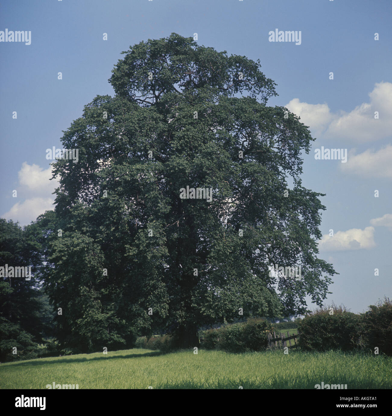 Ulmus glabra Habit whole tree summer Stock Photo