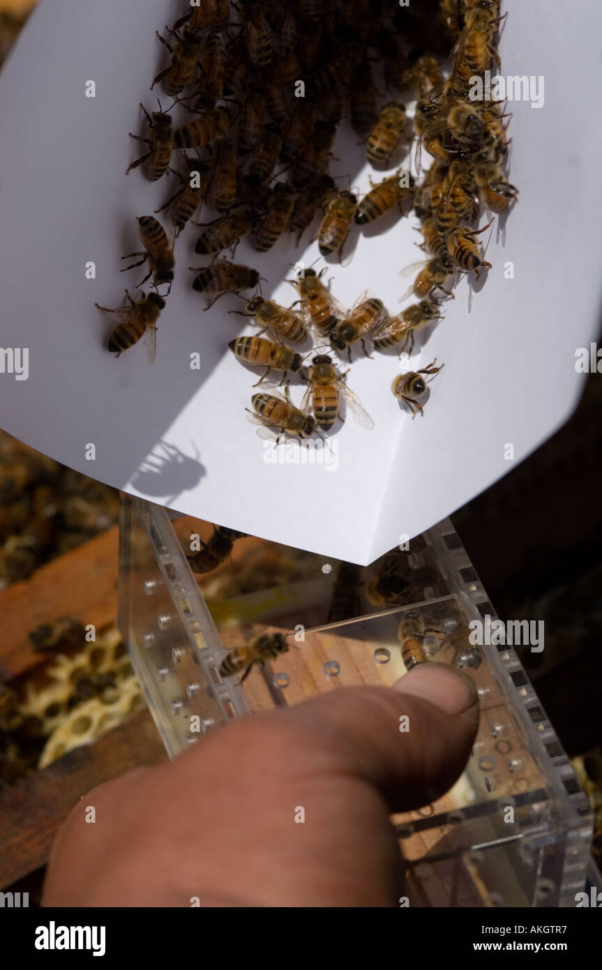 beekeeper Peter Dalby and decanted gently into a box for shipment Stock Photo
