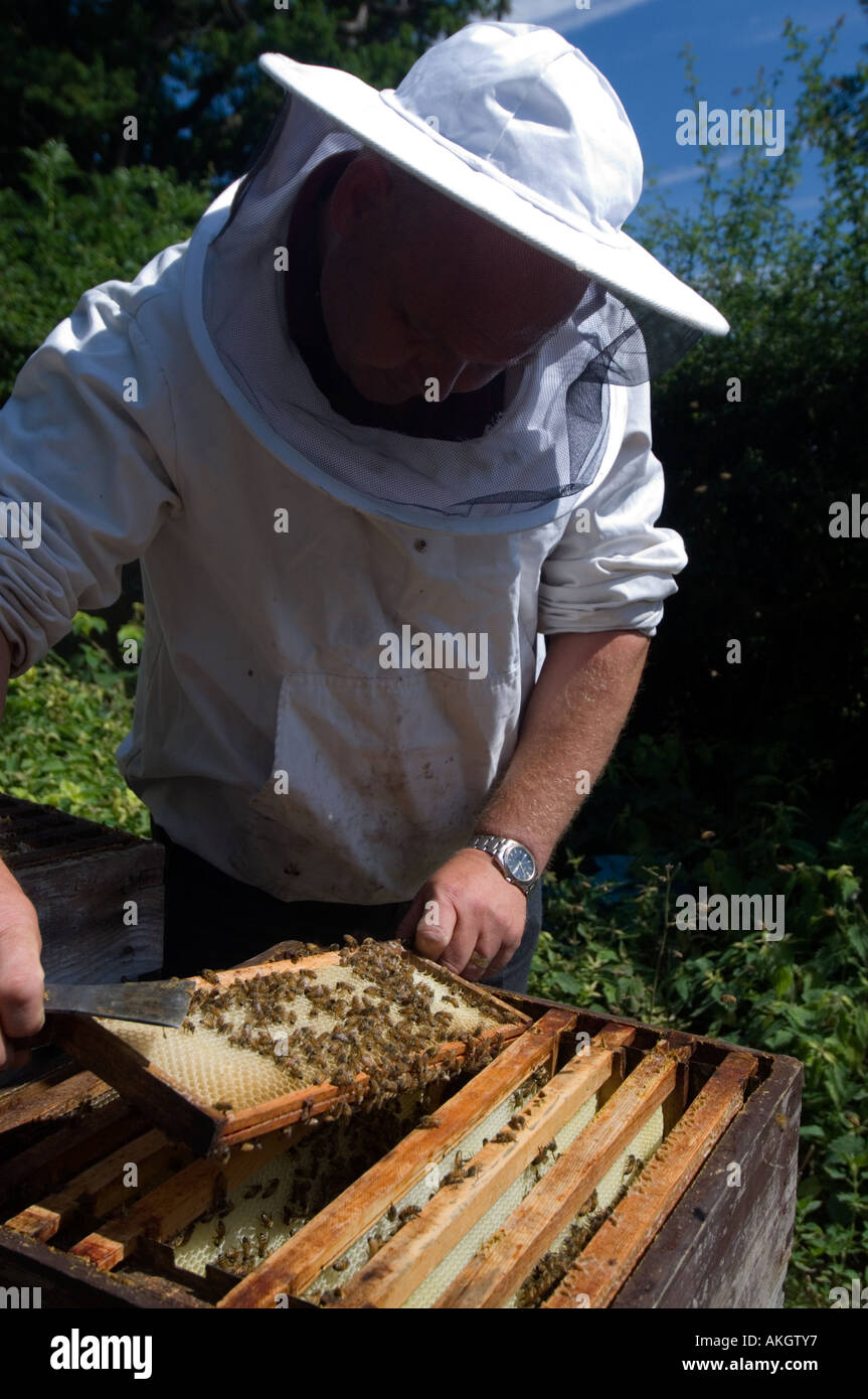 beekeeper with hive Stock Photo