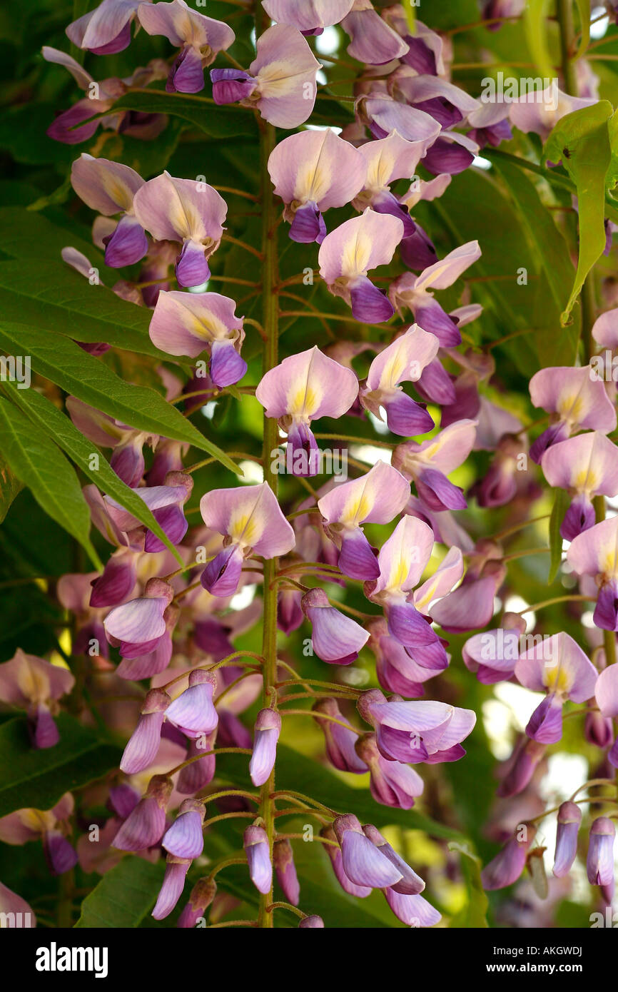 Wisteria floribunda "Ito Koku Riu Stock Photo - Alamy