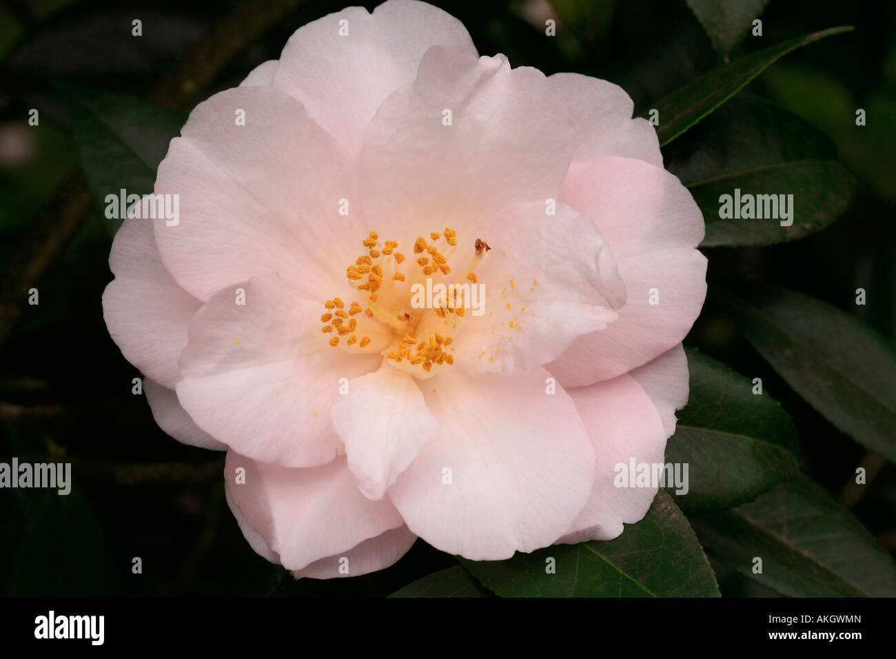 Camellia japonica 'hagoromo' hi-res stock photography and images - Alamy