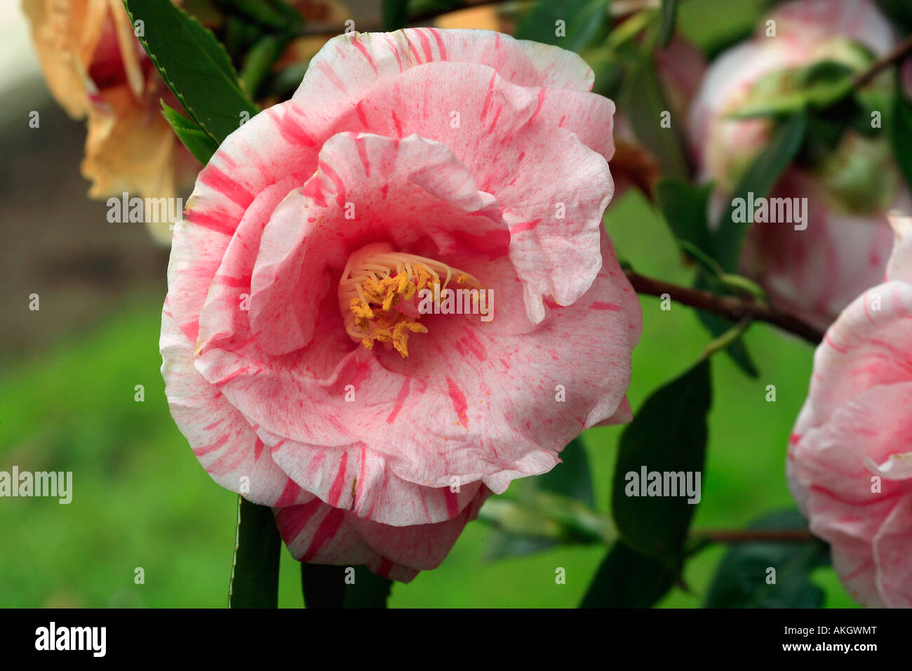 Camellia japonica 'Lavinia Maggi' Stock Photo