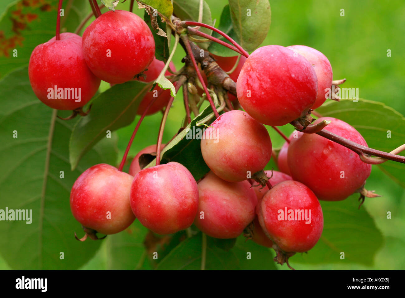 Malus sieboldii Stock Photo