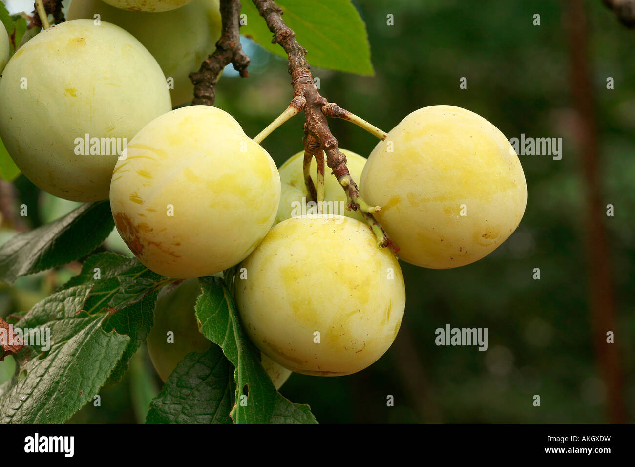 Plums "Regina Claudia" Stock Photo
