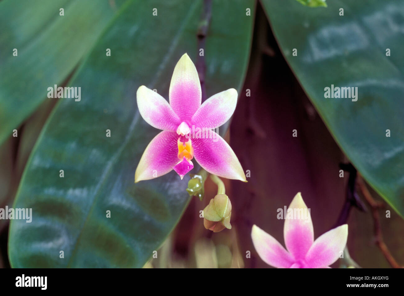 Phalaenopsis Violacea Stock Photo