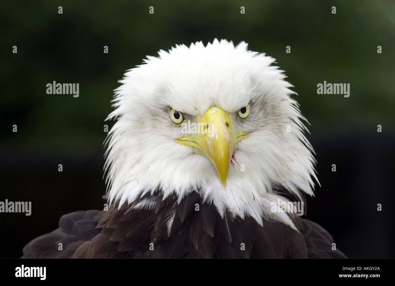Bald Eagle called Apache in captivity at Whipsnade Zoo Bedford shire UK Stock Photo
