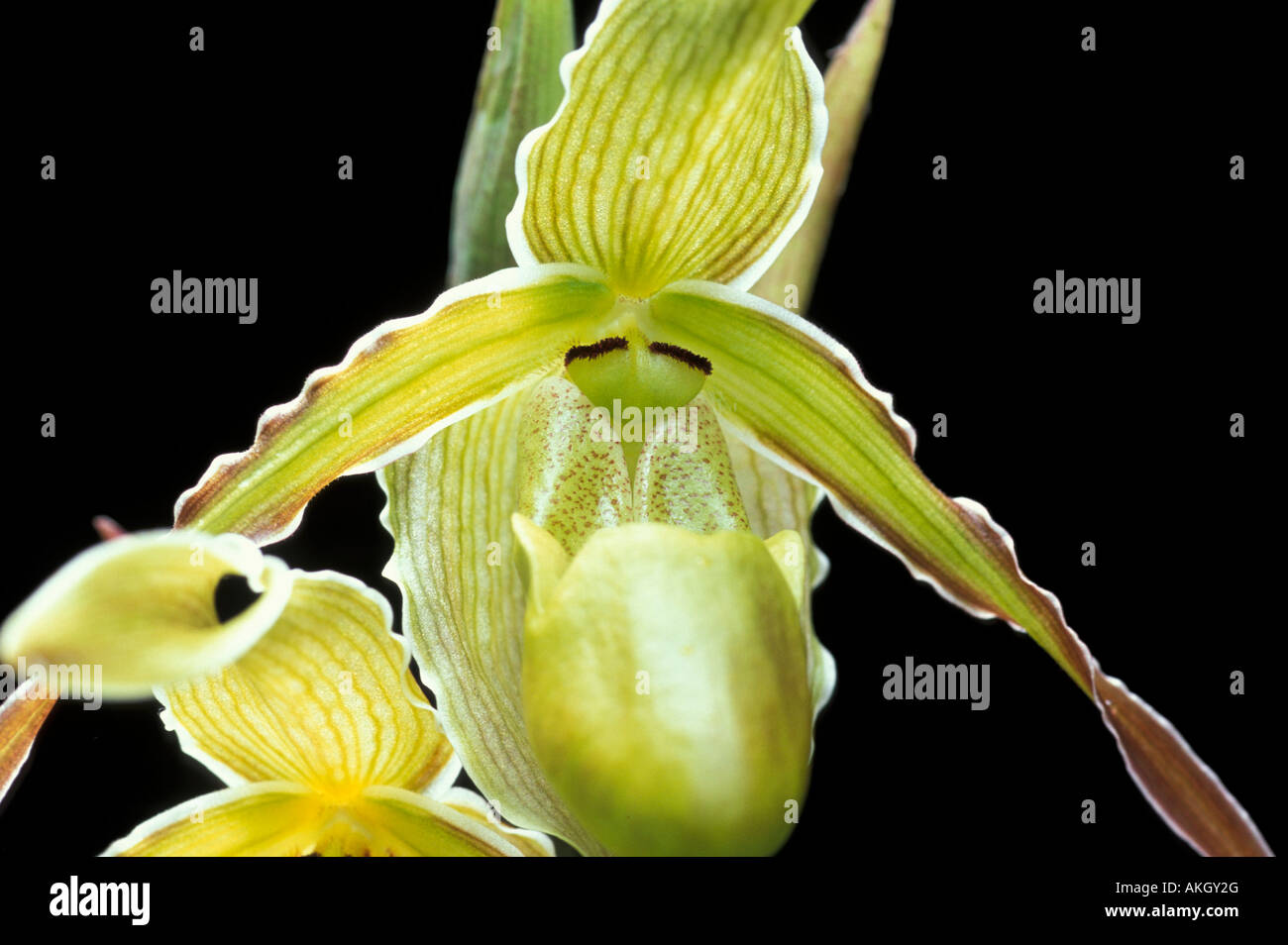 Phragmipedium Longiflorum Stock Photo