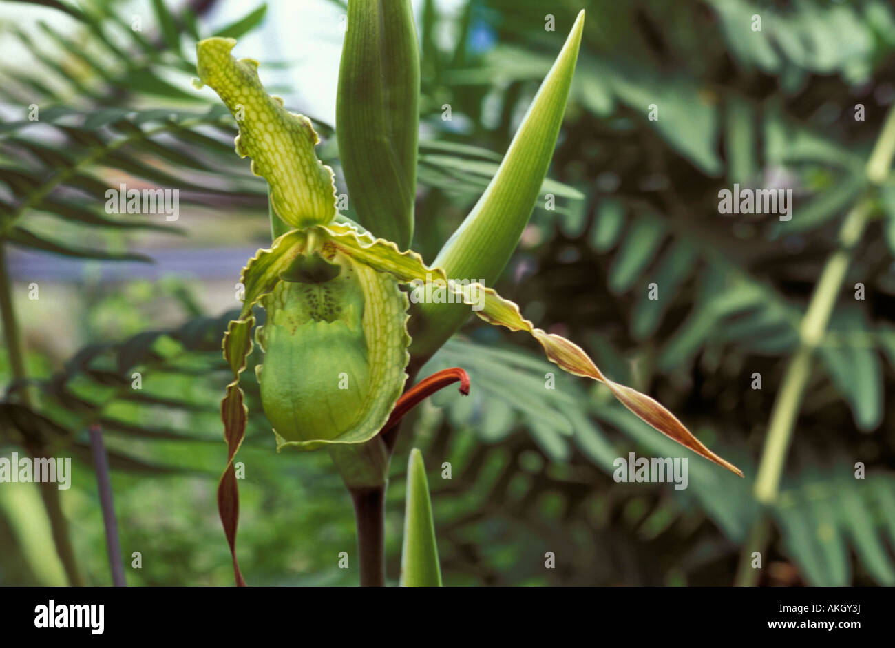 Phragmipedium boisserianum Stock Photo