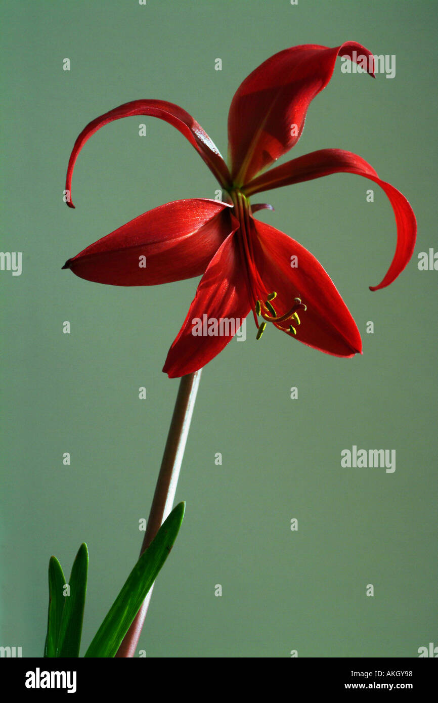 Red flower of the Jacobean Lilly UK Stock Photo