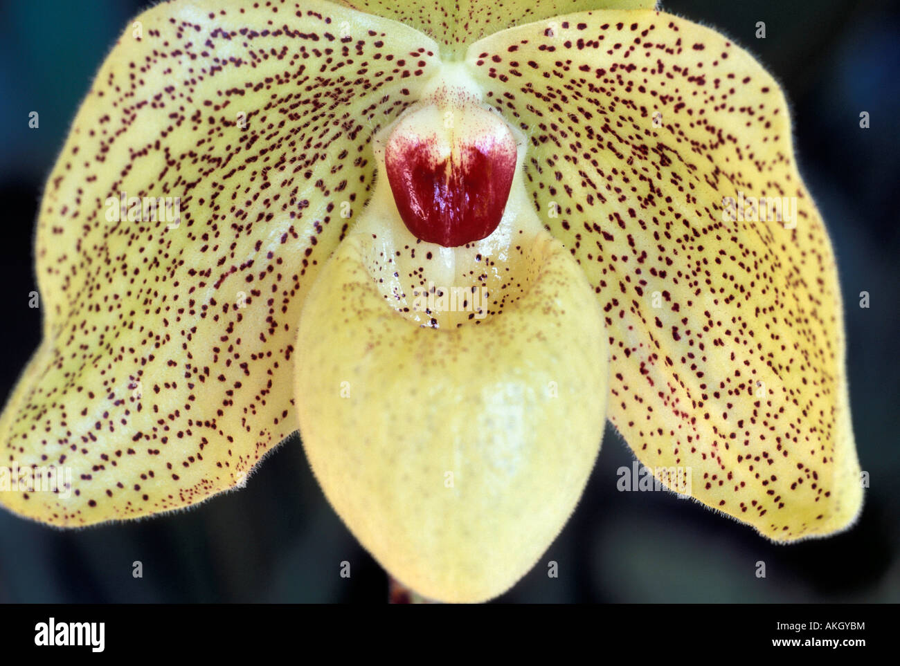 Paphiopedilum Concobellatum x Malipoense Stock Photo