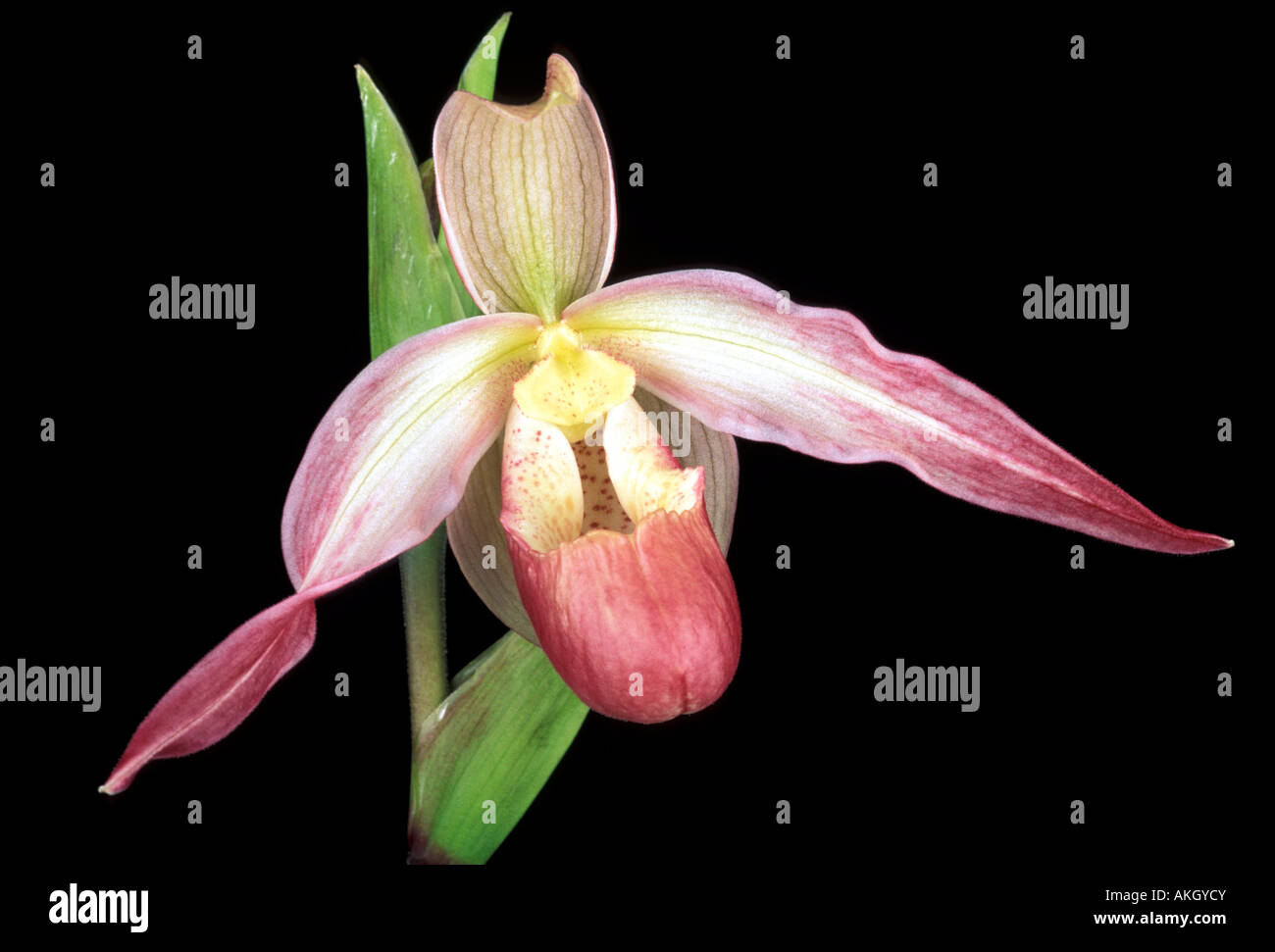 Phragmipedium Sedenii 'Calurum' Stock Photo