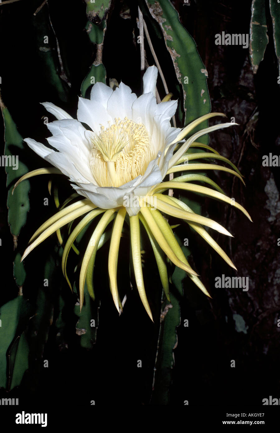 Stunning Night Blooming Cactus Flower This is about 8 inches across Stock Photo