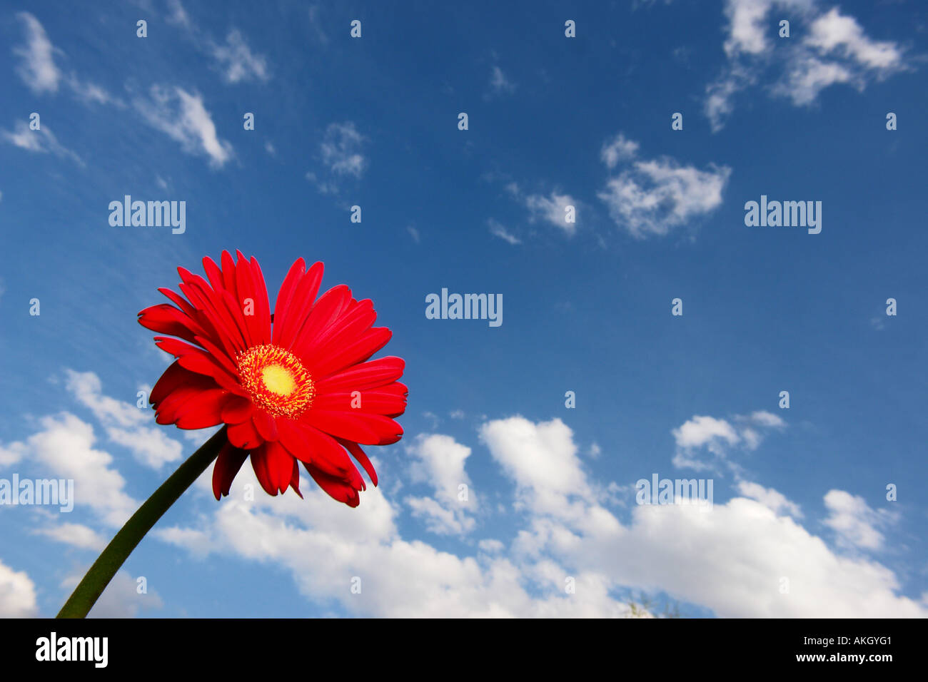 Gerbera against the sky Stock Photo