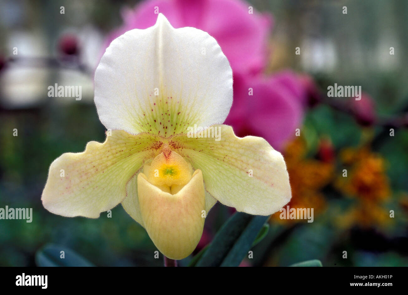 Paphiopedilum "Rosy Dawn" Stock Photo