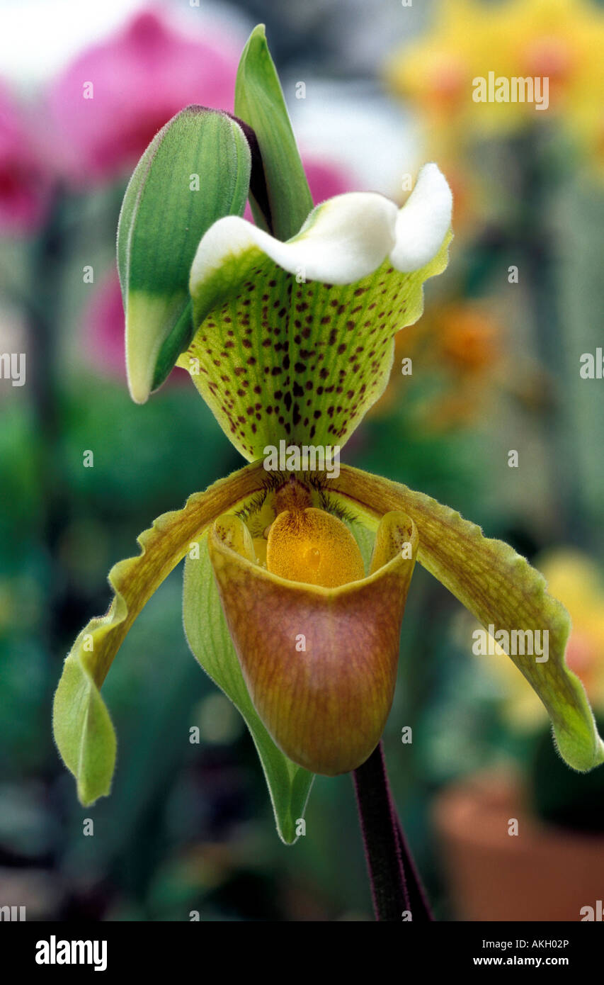 Paphiopedilum insigne Stock Photo Alamy