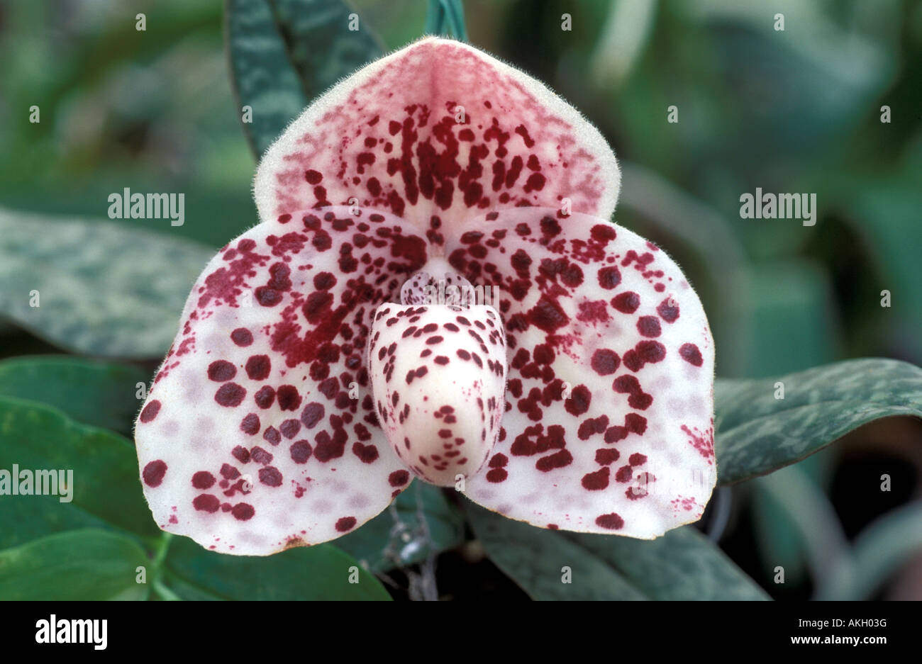 Paphiopedilum bellatulum Stock Photo