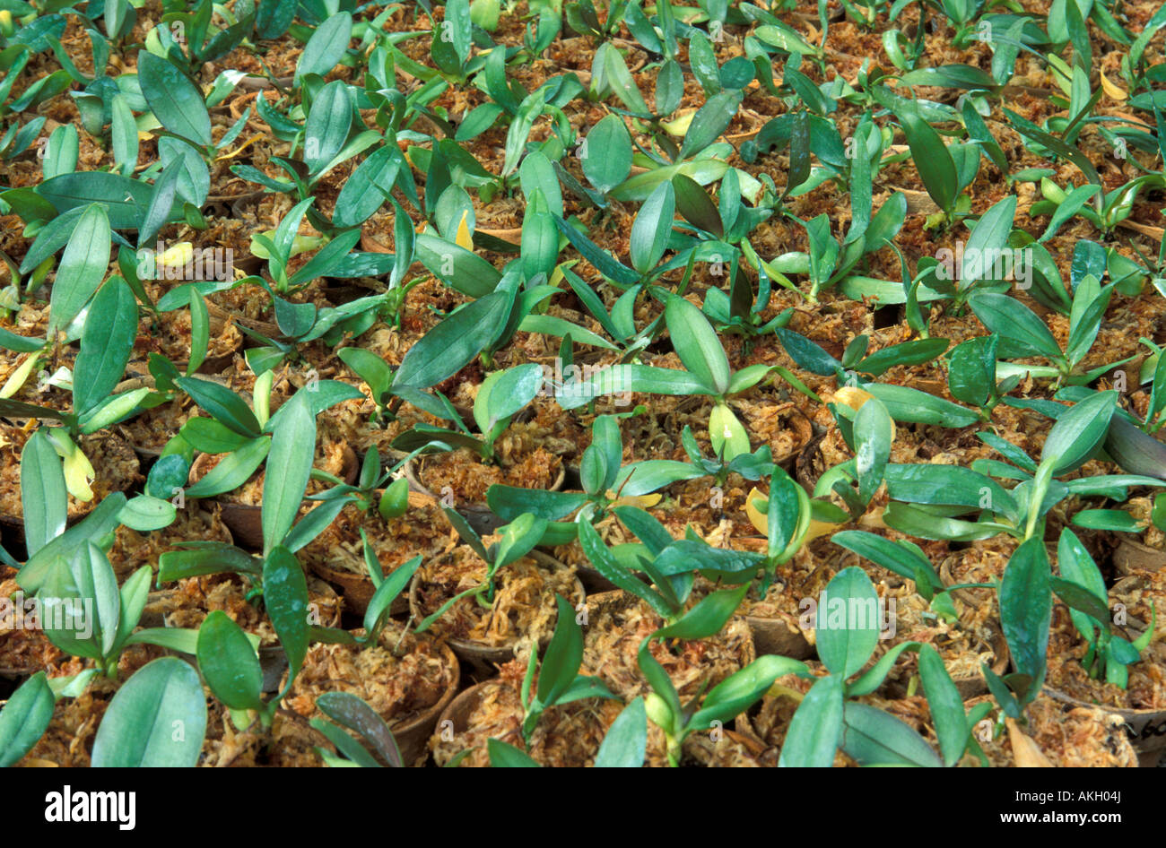 Orchid's cultivation Stock Photo