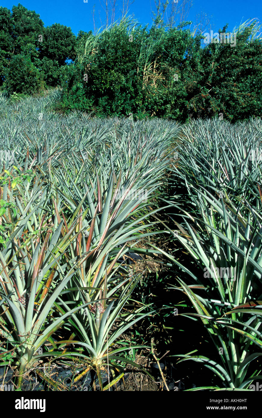 Pineapple cultivation Stock Photo