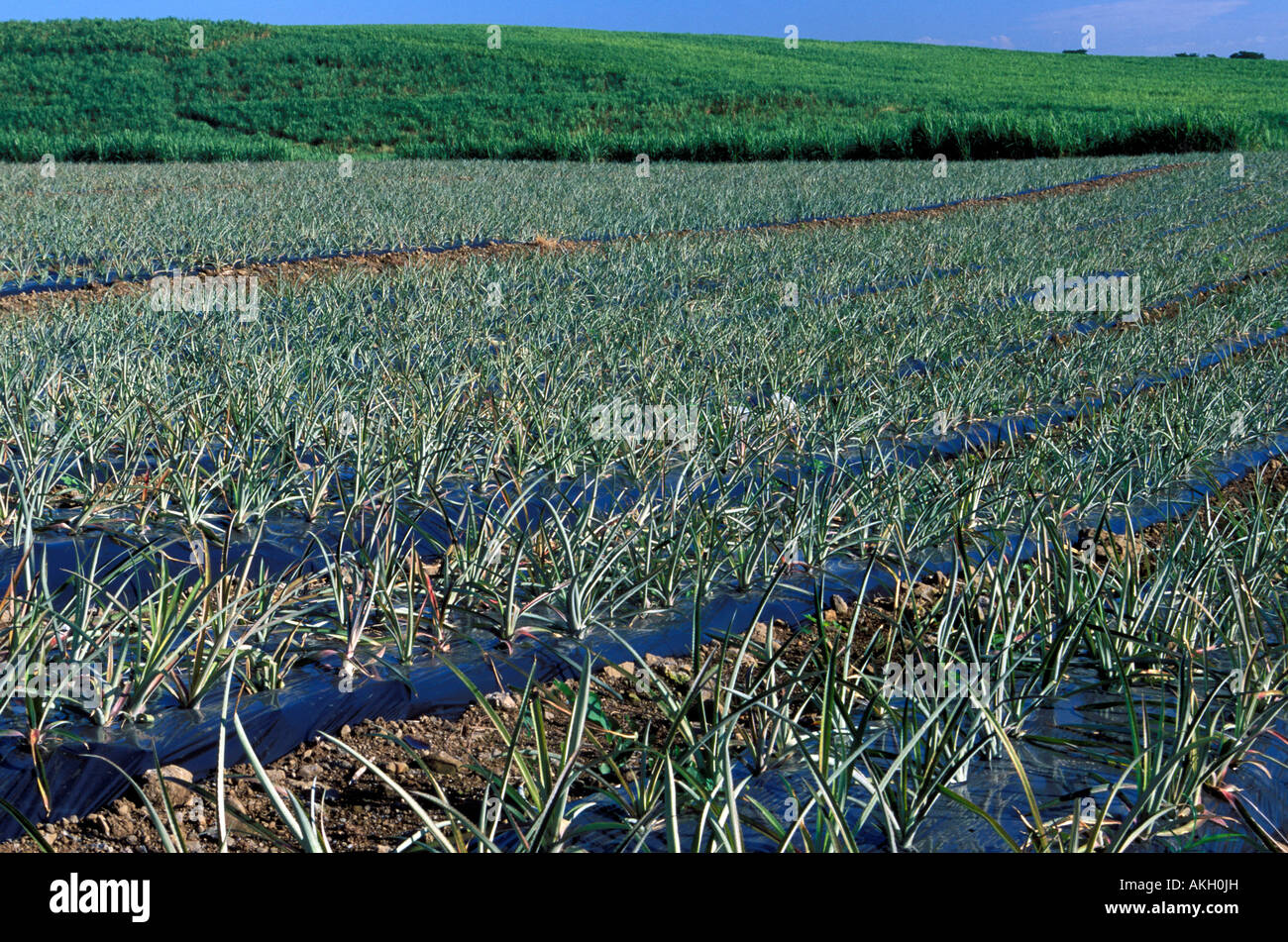 Pineapple cultivation Stock Photo