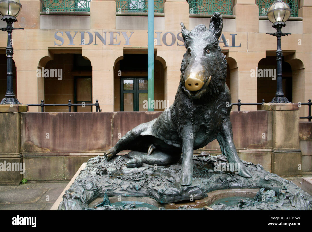 sculpture of Il Porcellino wild boar of good fortune and coin fountain outside Sydney Hospital. Stock Photo