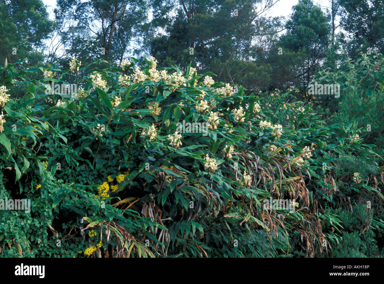 Hedychium Flavescens Stock Photo