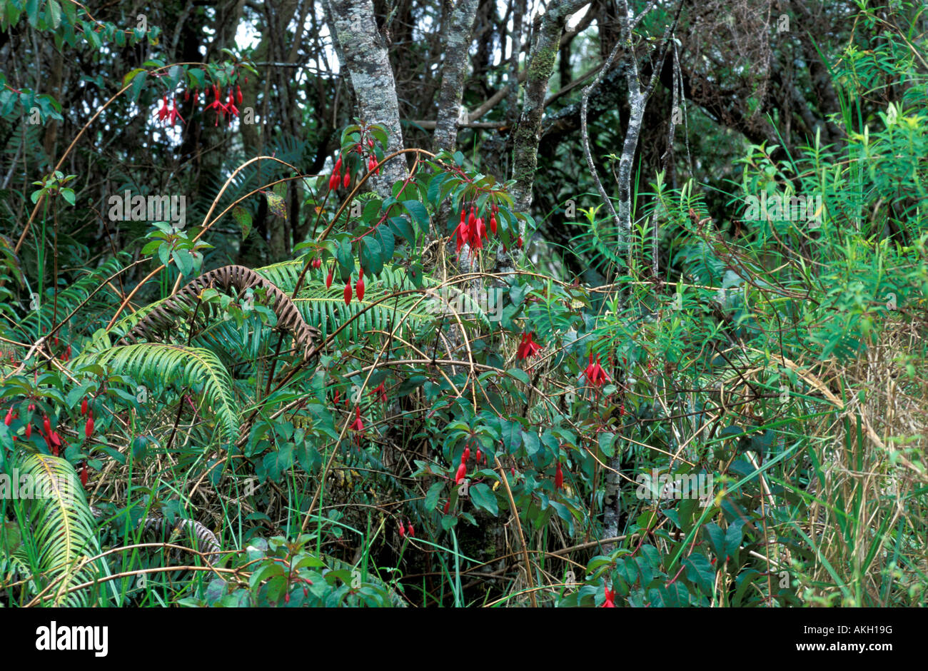 Fuchsia boliviana Stock Photo