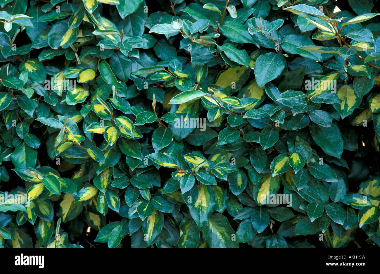 Elaeagnus x ebbingei 'Limelight' Stock Photo