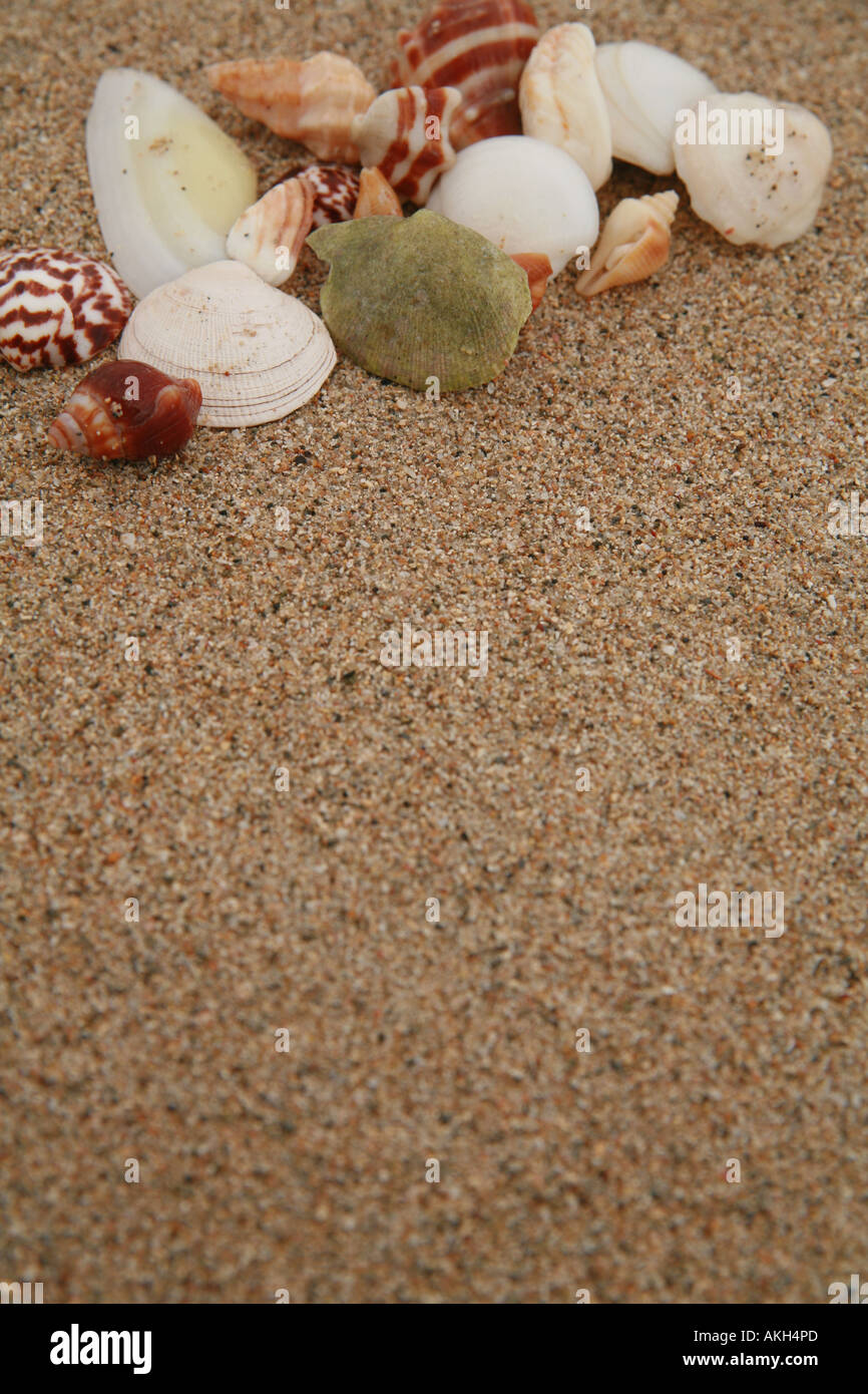 beautiful shells on very nice beach Stock Photo