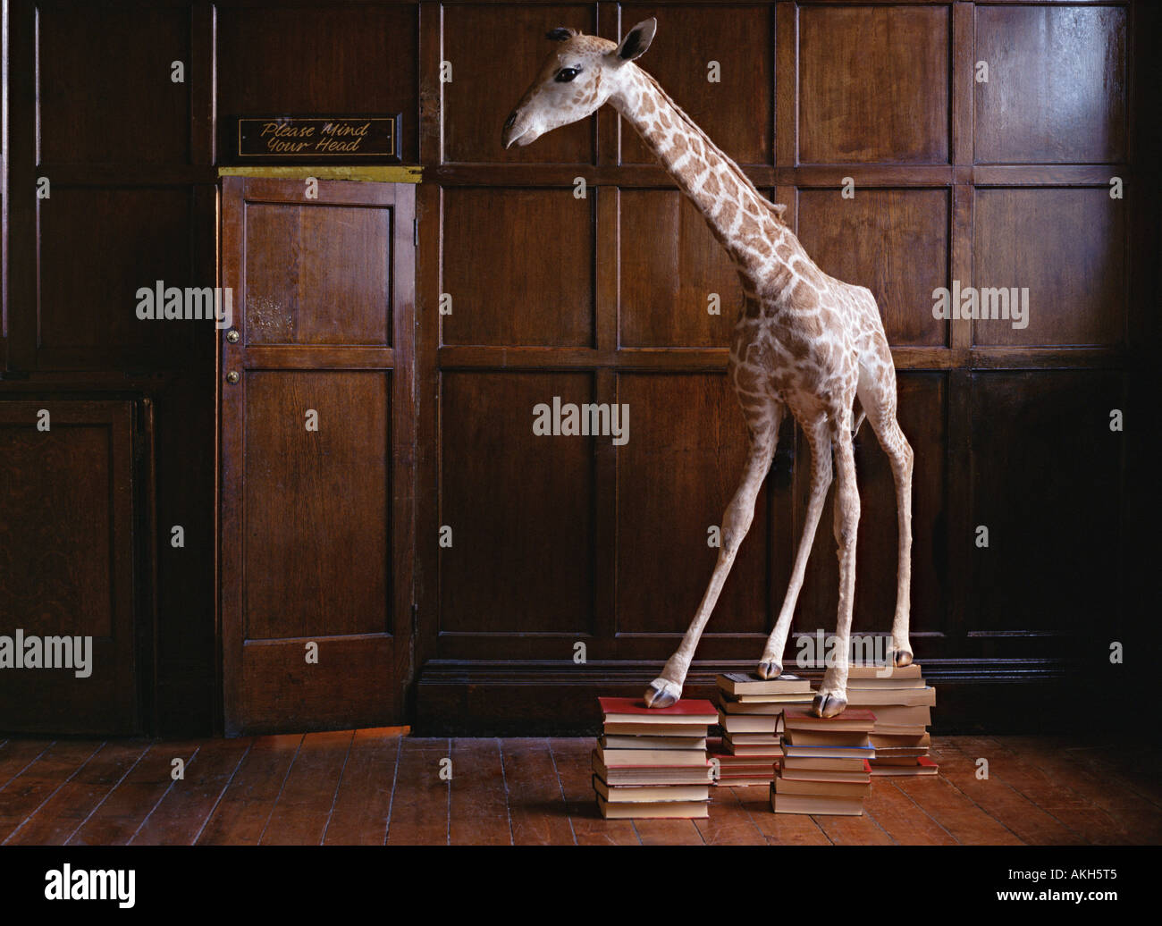 Stuffed giraffe standing on books Stock Photo