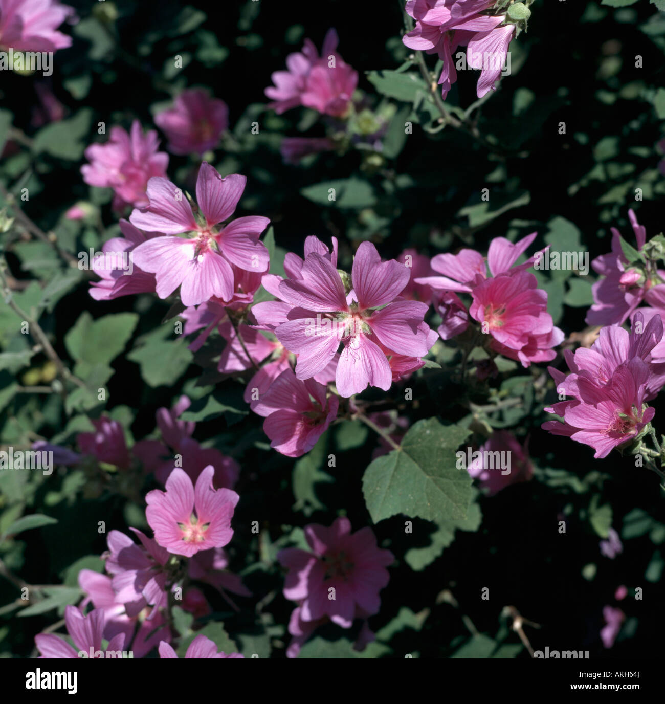 Close up of pink Lavatera flowers Stock Photo