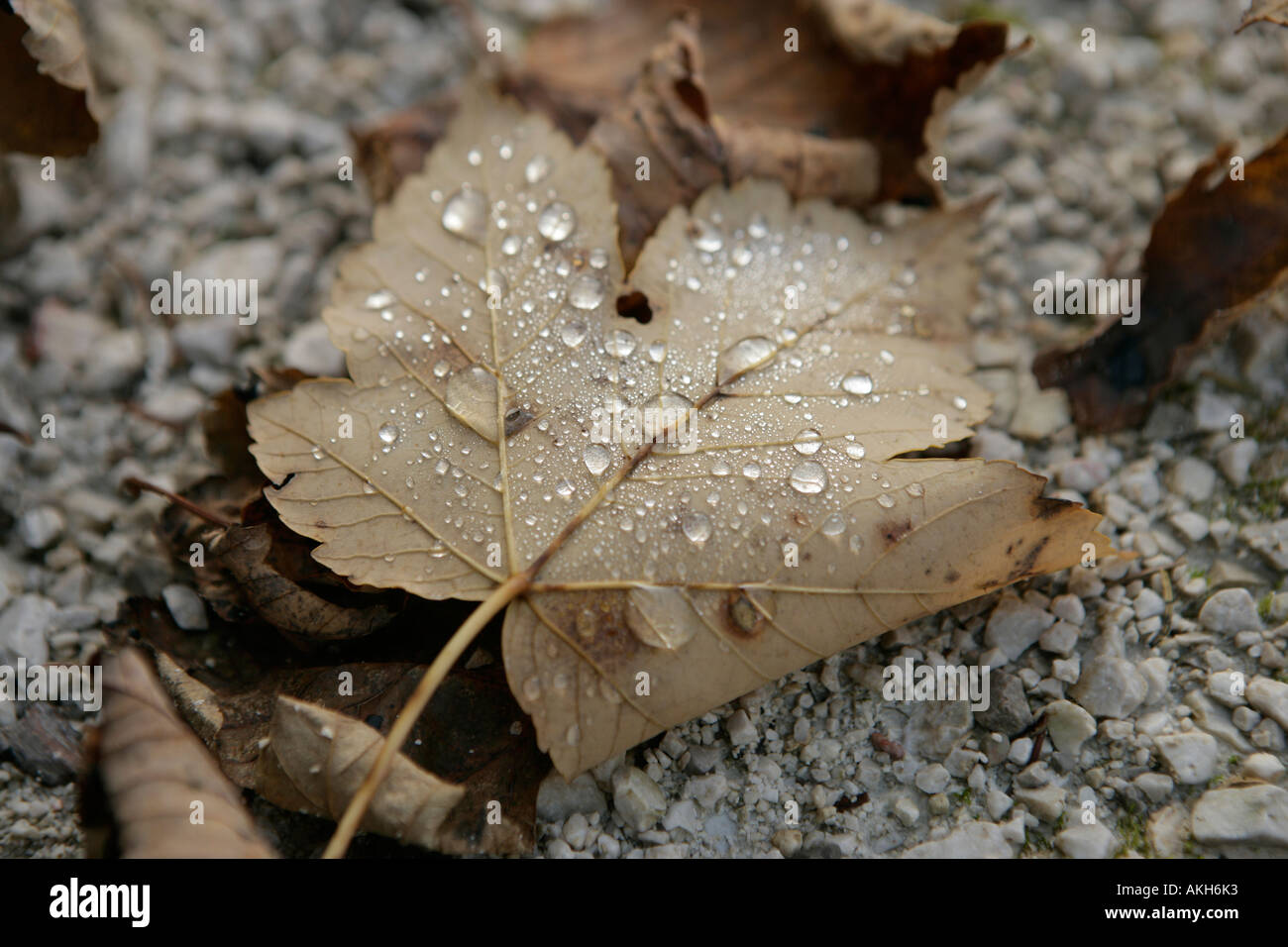 autumn leaf with waterdrops on it Stock Photo