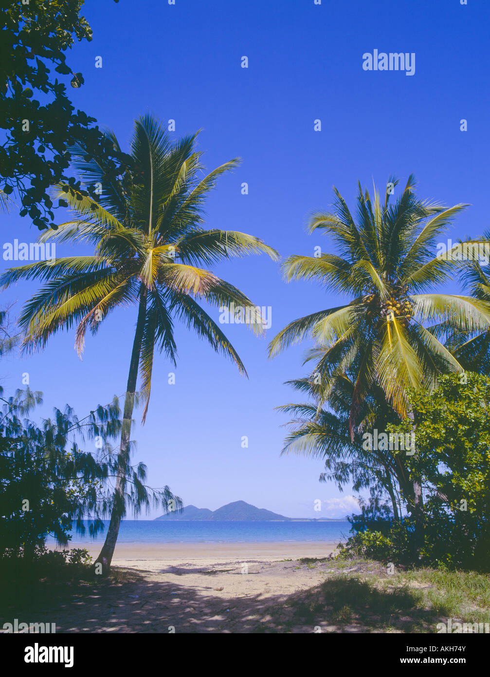 View through coconut trees from Mission Beach to Dunk Island Tropical