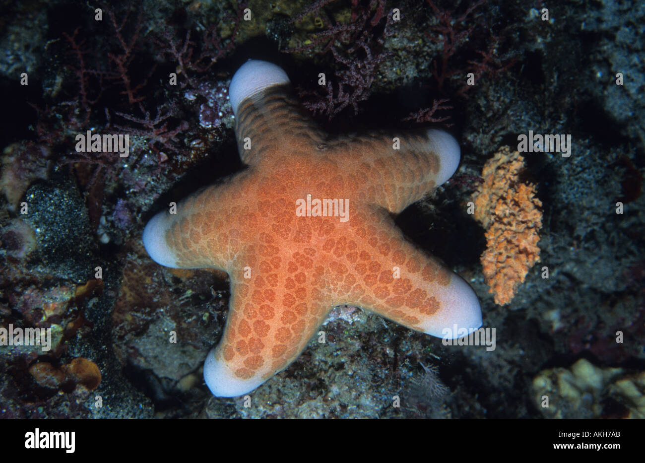 Cushion Star Choriaster granulatus Partridge Point Tampuan Point General Santos Mindanao Island Philippines A sea star Stock Photo